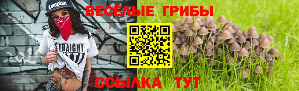 Псилоцибиновые грибы Psilocybe Кашира